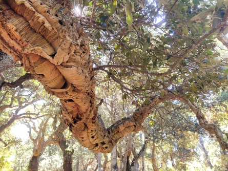 Workshop Preserving and managing Mediterranean forest habitats